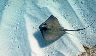 Aerial view of a stingray swimming along the ocean floor.