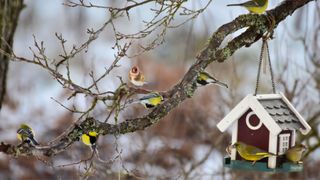 picture of birds in garden near bird house in tree