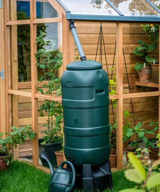 rain barrel by greenhouse