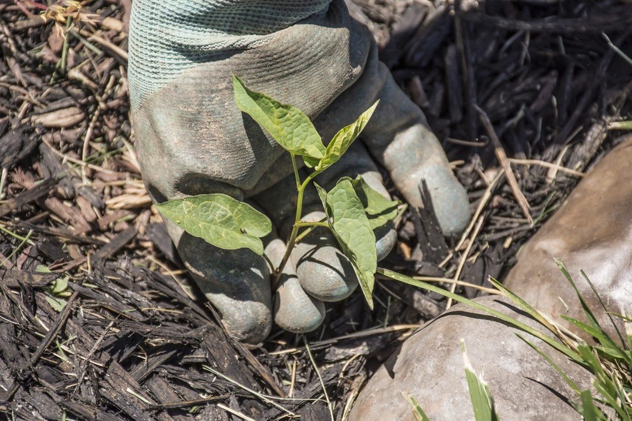 mulch weed