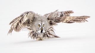 Winning photo of a great grey owl in the snow from SINWP Bird Photographer of the Year 2024