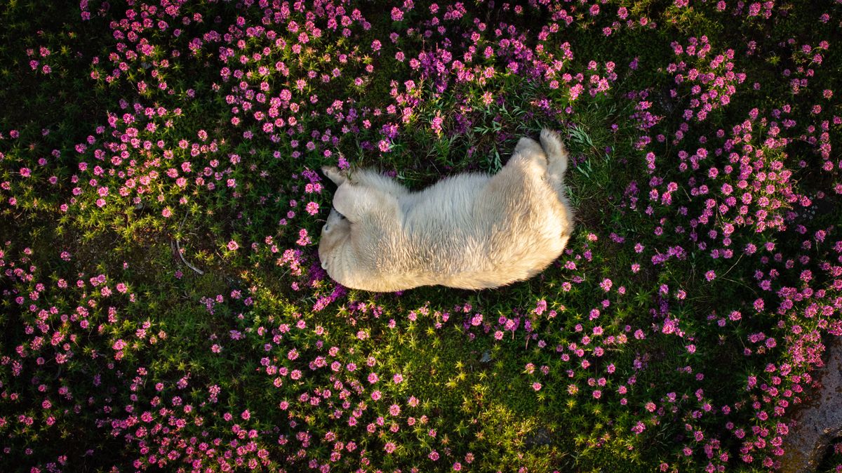 A polar bear asleep among flowers 