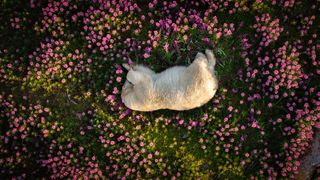 Spring Nature Competition Spring into nature with the stunning winners of the Nature Photography ...