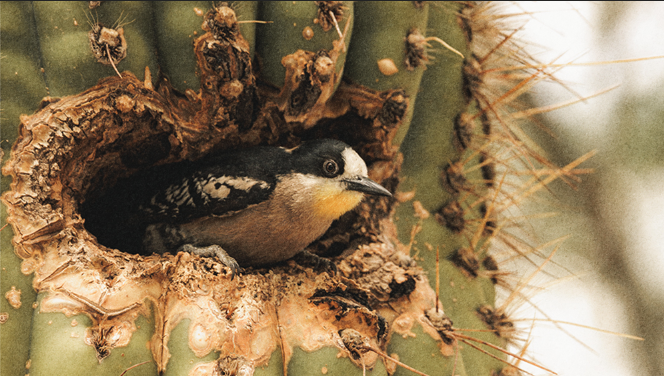 A photo of a woodpecker in a cactus