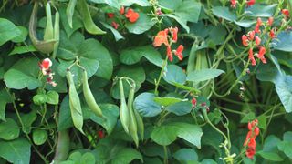 Pole beans with orange blossom flowers