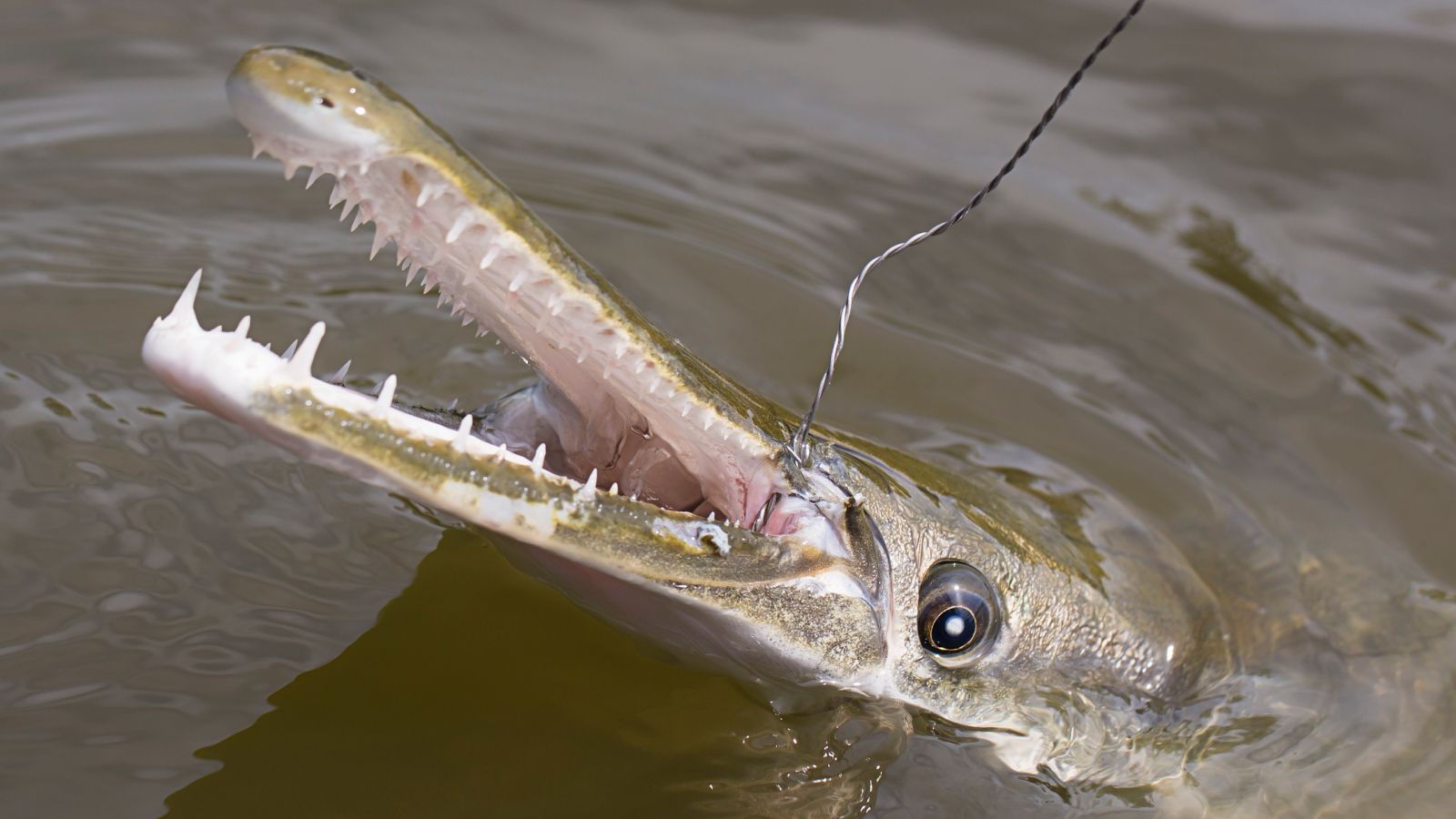 Prehistoric Fish With Giant Jaws Filled With Razor sharp Teeth Are The 