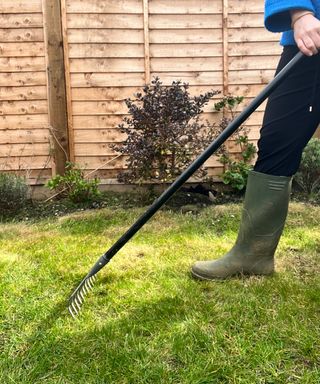 Preparing a lawn for leveling with a rake