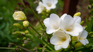 White freesias