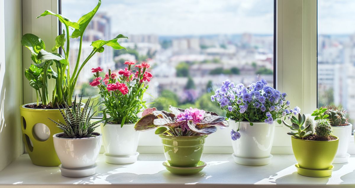 Fill your home with instant color! 5 flowers you can easily grow on a windowsill that bloom and bloom