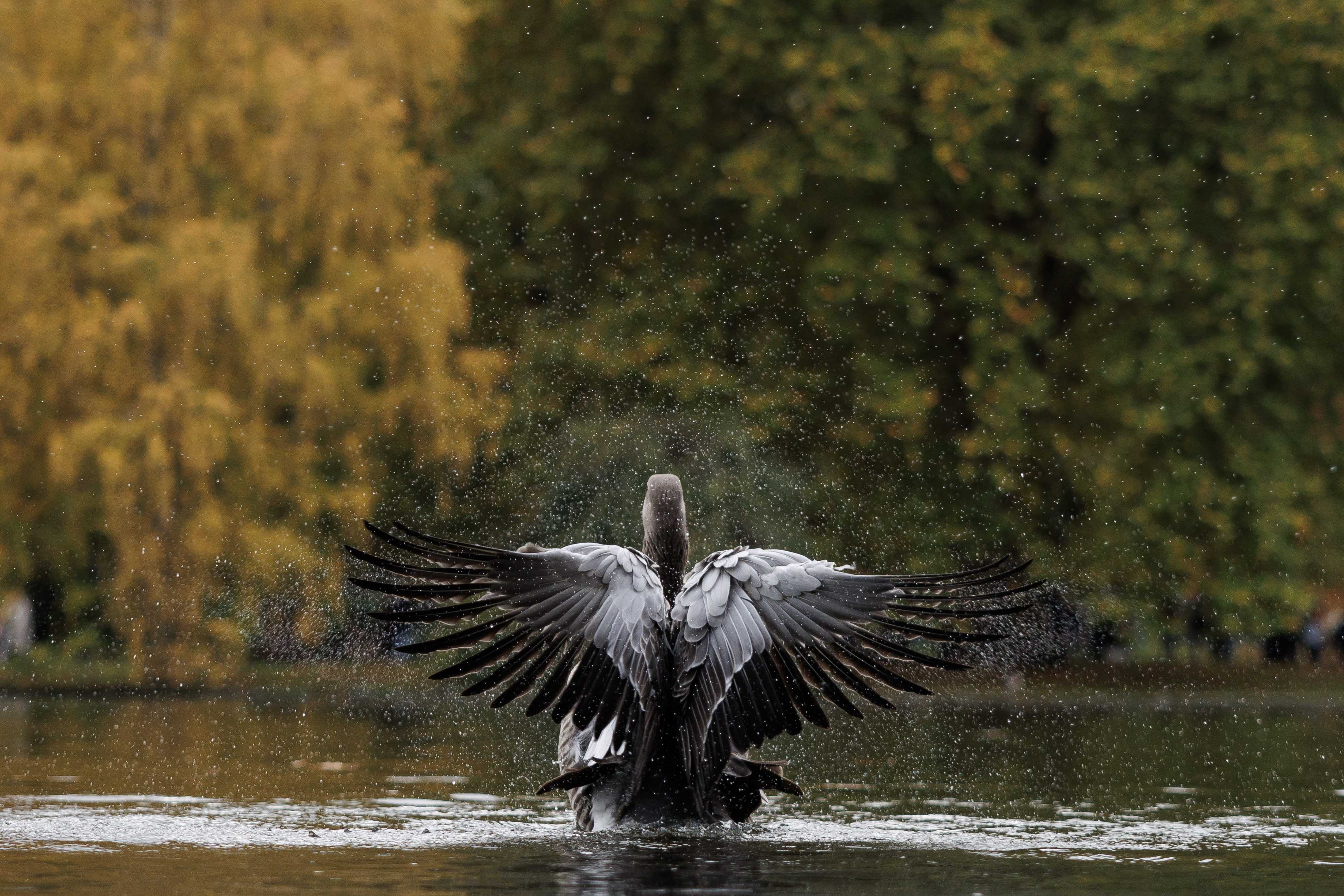 Greylag goose