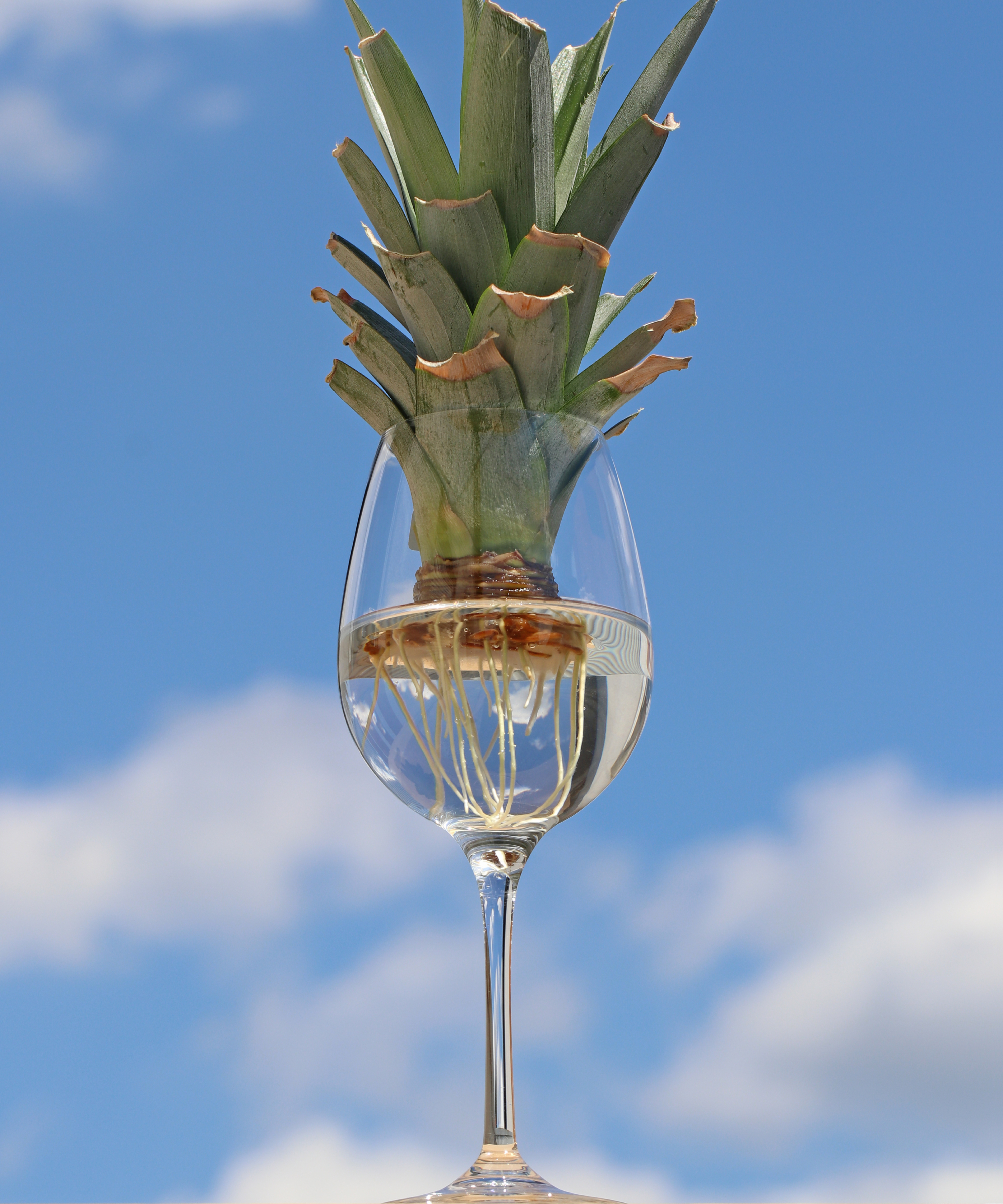 pineapple top being propagated for a houseplant, showing white roots