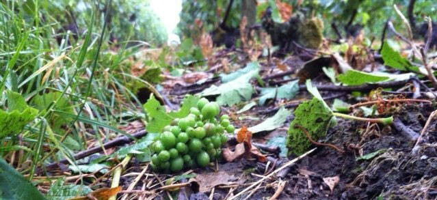 Champagne hail damage July 2013