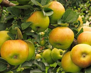 'Bramley's Seedling', 'Bramley', apples, fruit, growing on tree