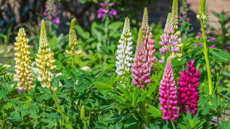 colorful lupins