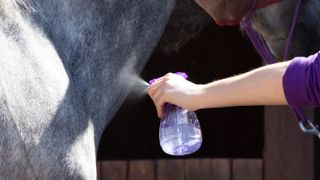 Person applying homemade fly spray to horse