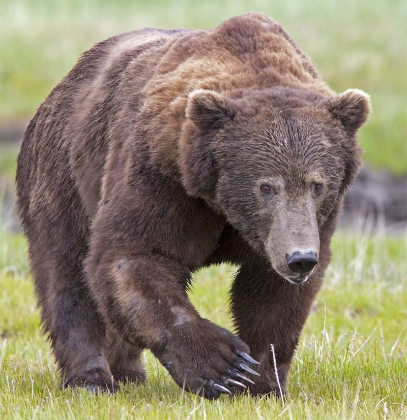 Grizzly Bear in Meadow