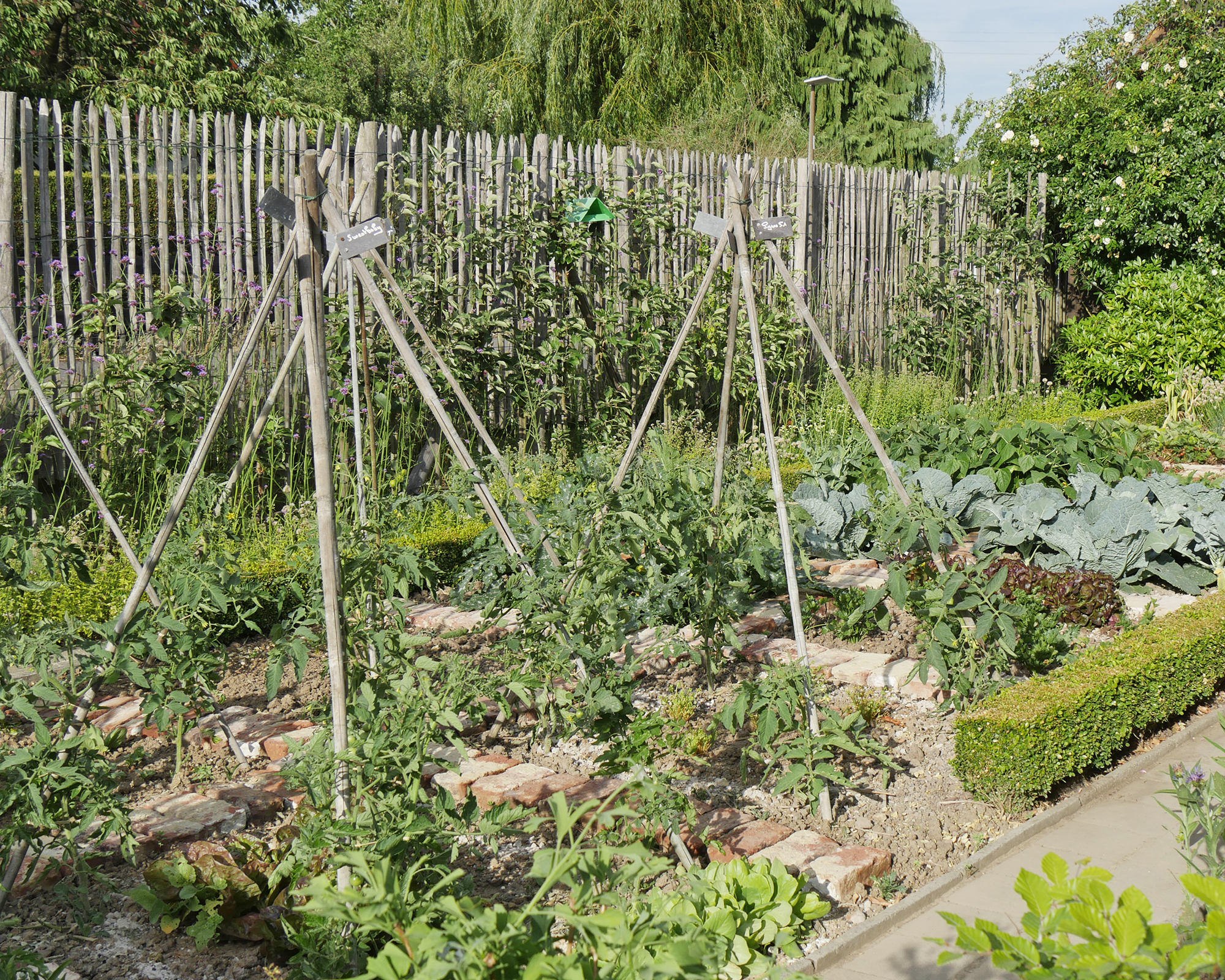 Tomatoes growing against teepee supports