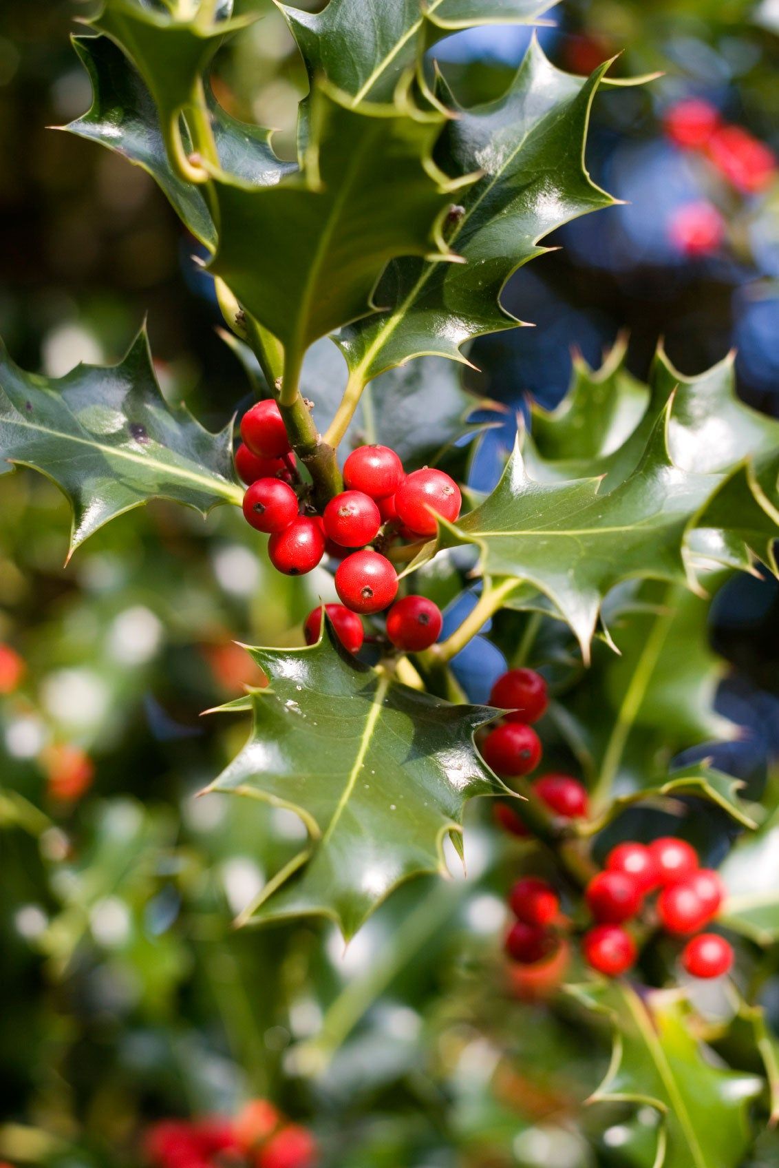 Holly Plants