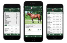 global stallions app