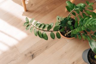 Zamiokulkas planted in ceramic pot over white brick wall in living room.