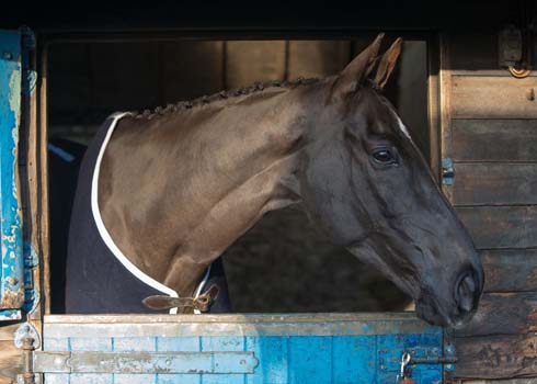 Denman at home