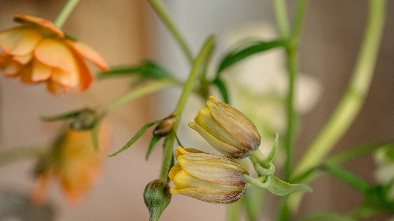 Close up of fritillaries uva vulpis and peach butterfly ranunculus