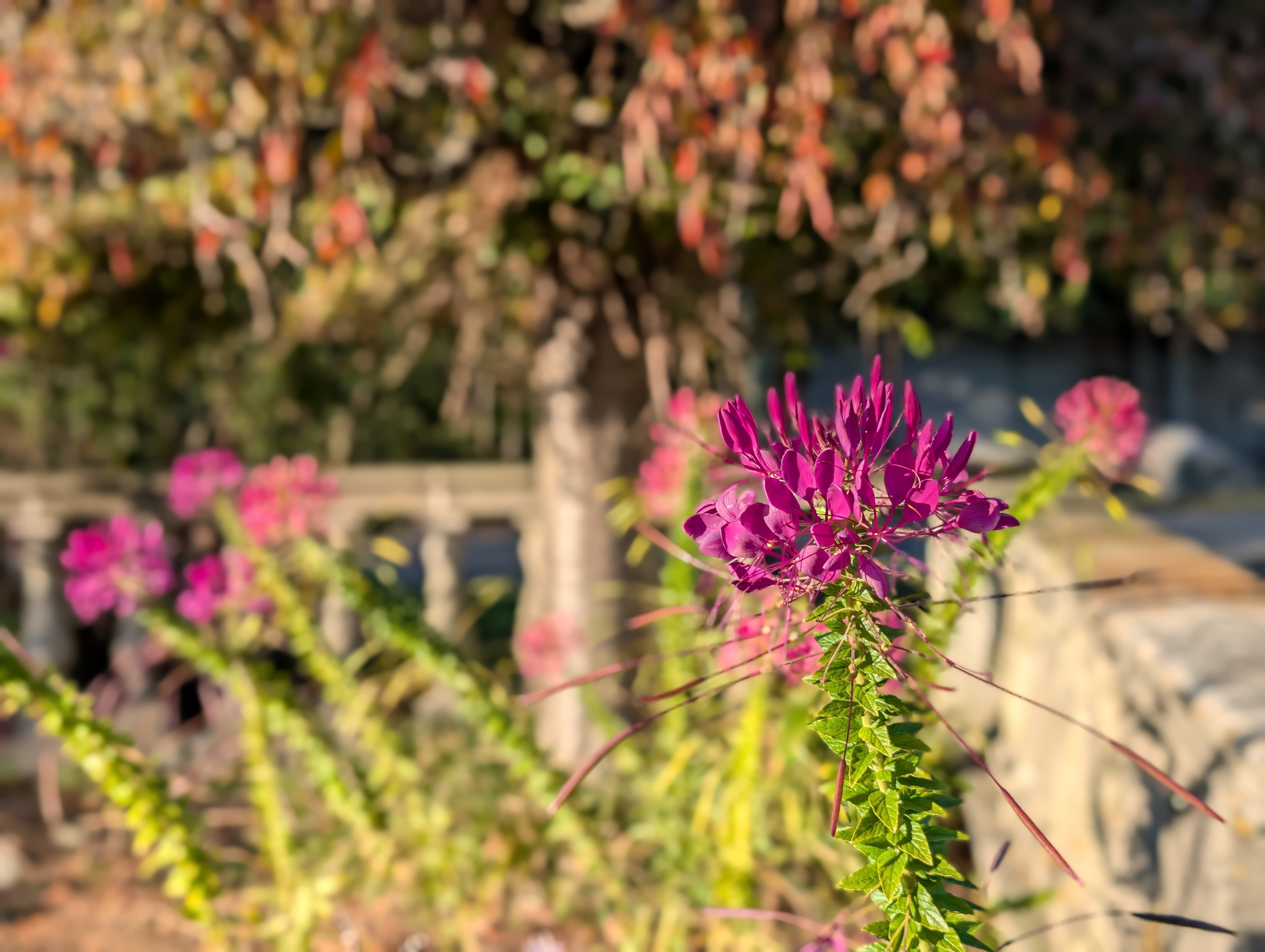 Camera image samples taken with the Google Pixel 10 Pro XL