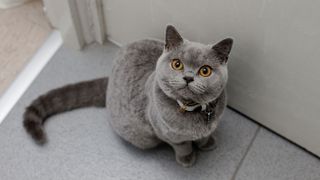 A British shorthair cat looking up attentively