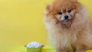 Pomeranian with bowl of cottage cheese