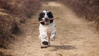 Cocker Spaniel