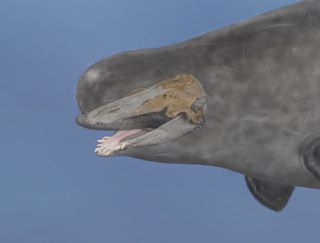 The skull of the potential narwhal-beluga hybrid is overlaid on the illustration.