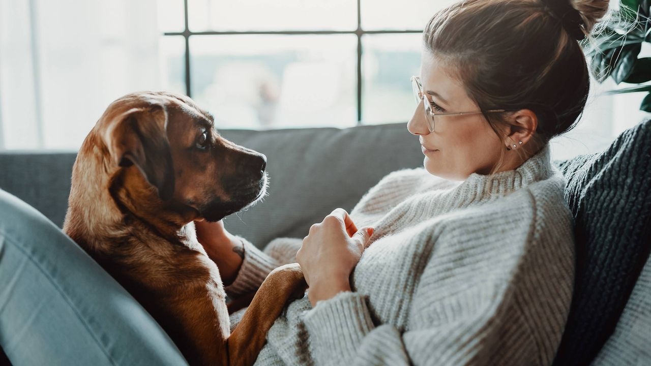 Two dogs &amp;quot;smile.&amp;quot; One wears a headband with red hearts, and the other has red heart-shaped glasses on.