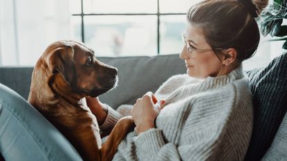 Two dogs "smile." One wears a headband with red hearts, and the other has red heart-shaped glasses on.