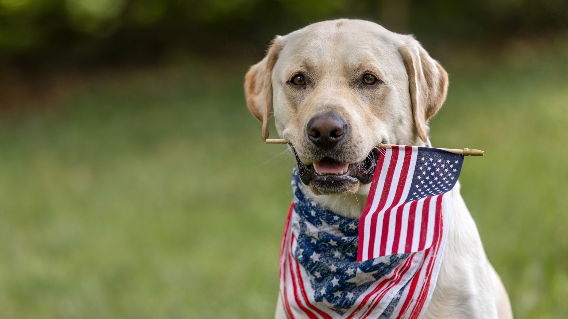 Dog wearing a bandana with the USA flag printed on it while holding a USA flag in its mouth