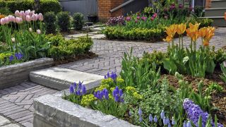 Beautiful spring garden with colourful tulips and muscari and block paver walkway