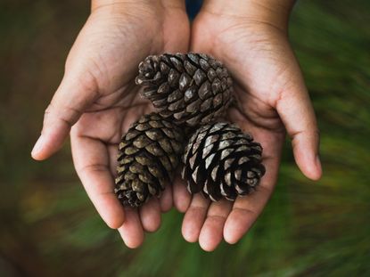 Two hands holding up three perfect pine cones
