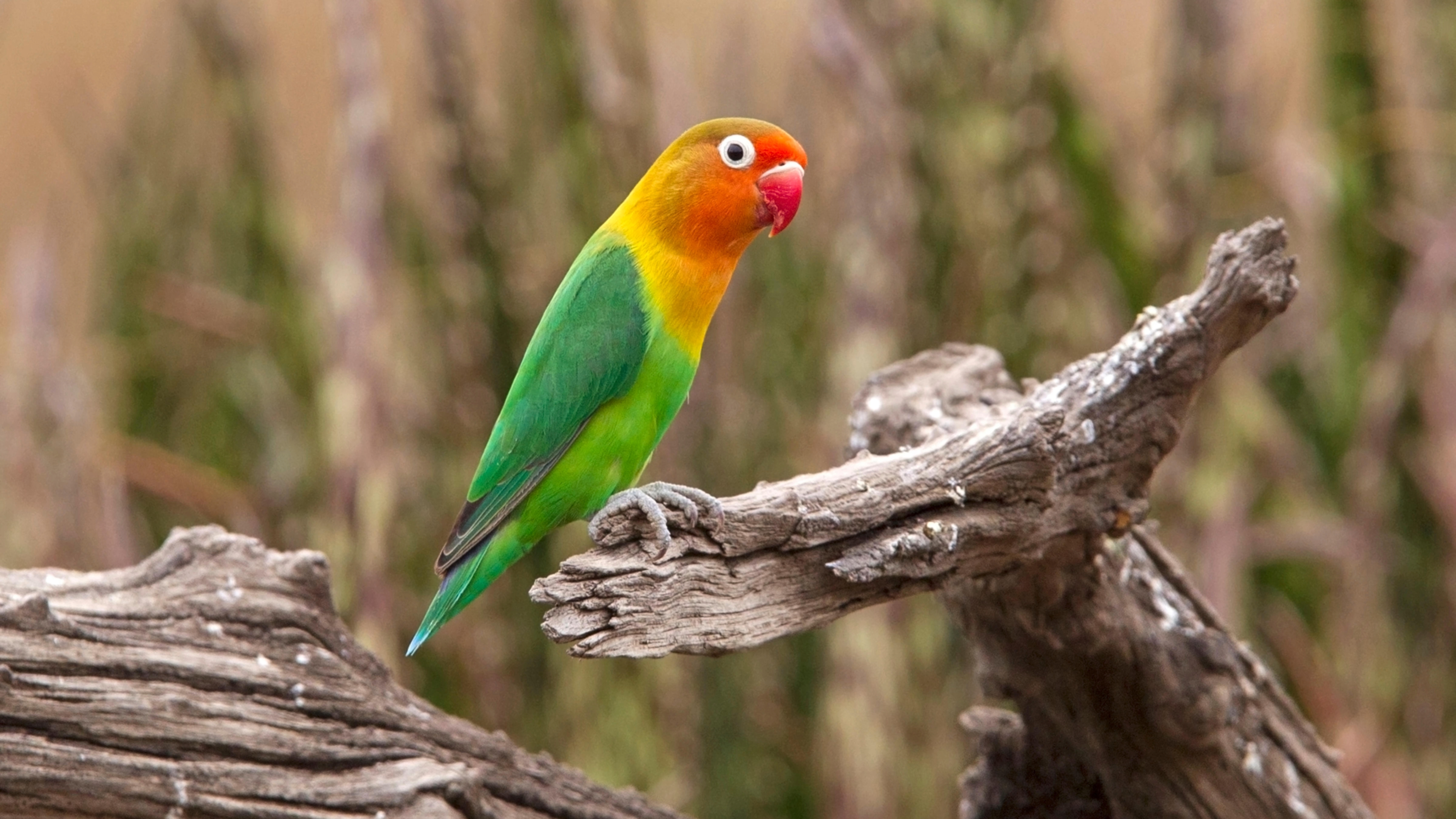 Lovebird