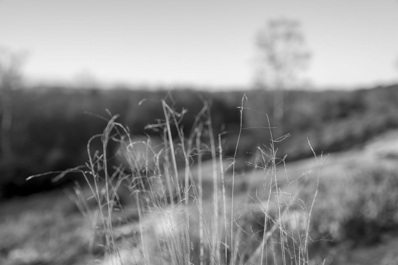 Leica Q3 Monochrom sample gallery: long fine grass