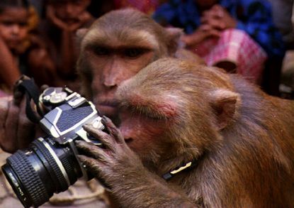 Monkeys play with a camera