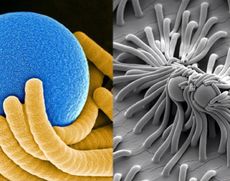 Catch-and-Release Nanofibers