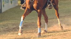 FEI endurance Pierre Arnould