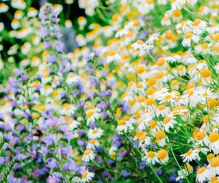 Chamomile and salvia in bloom in a garden border