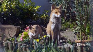 pair of foxes in urban garden with plants, plant pot, flowers and fencing