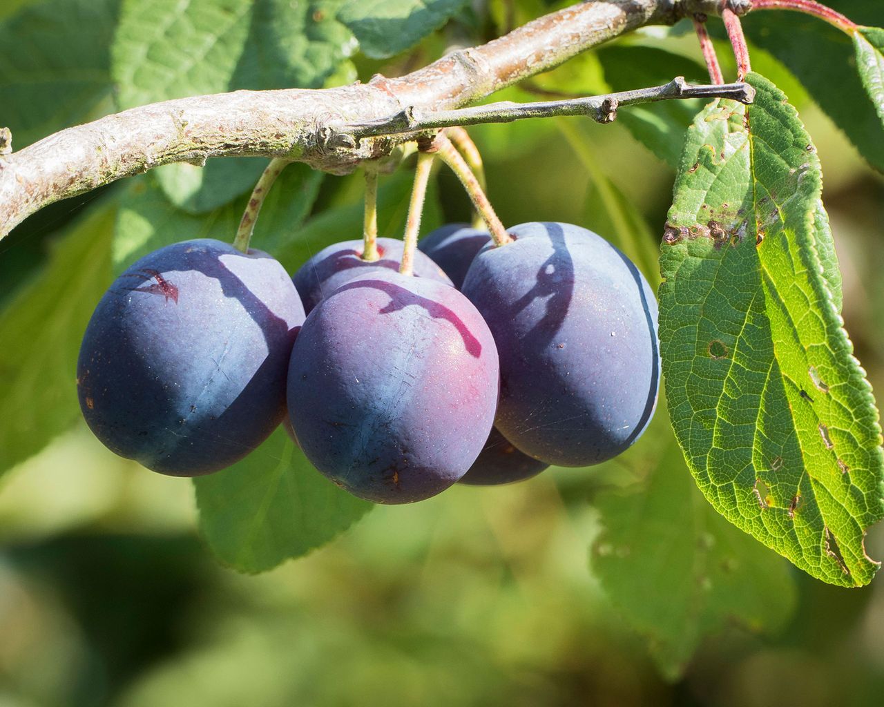 Types of plum trees: 12 varieties to grow for a fruitful autumn harvest ...