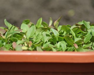 Watercress growing in containers