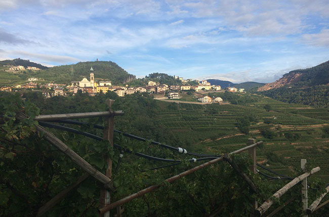 Italy harvest, Trentino