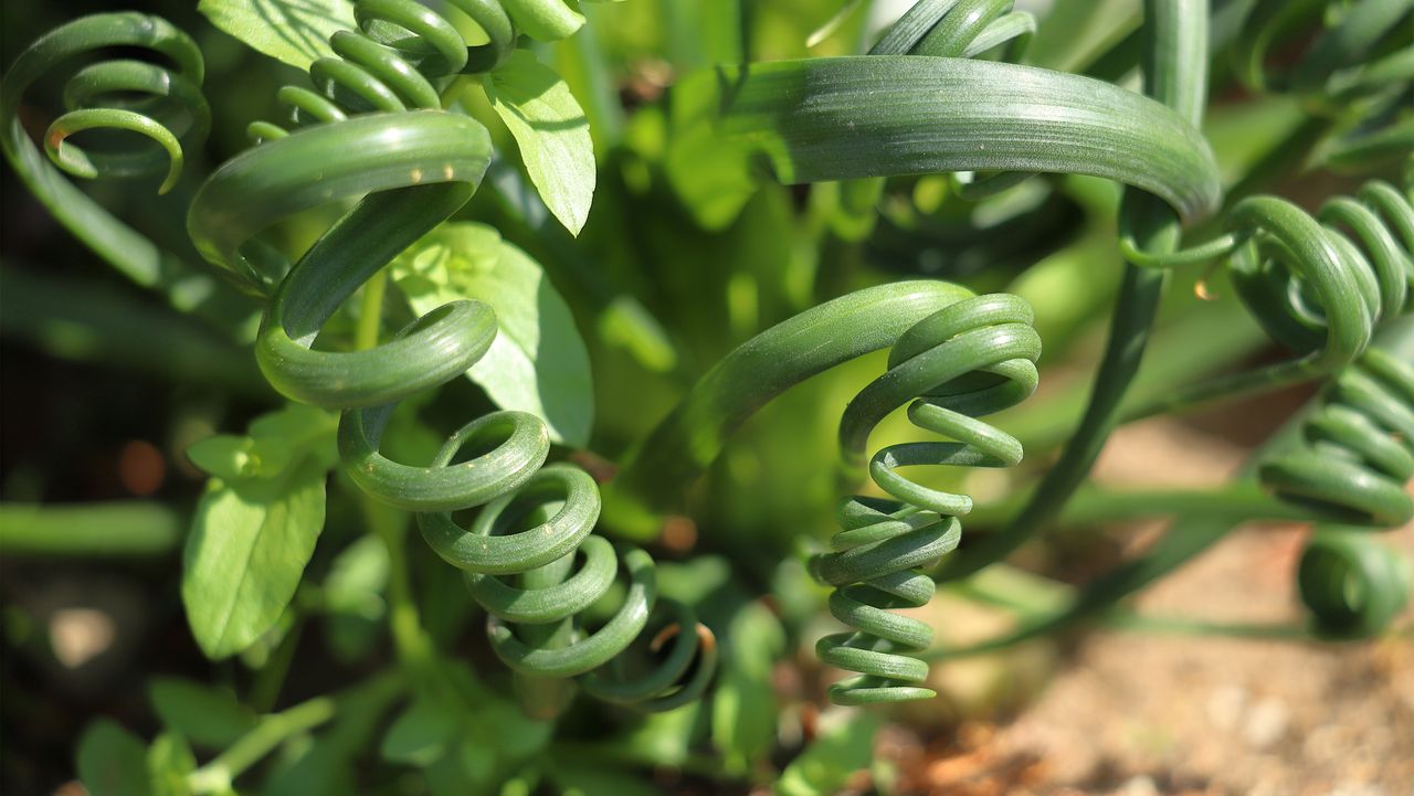 Albuca genus of flowering plants in Asparagaceae family, in ground