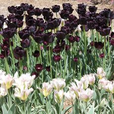 black tulips growing in garden display