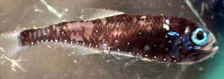 deep-sea lanternfish larva