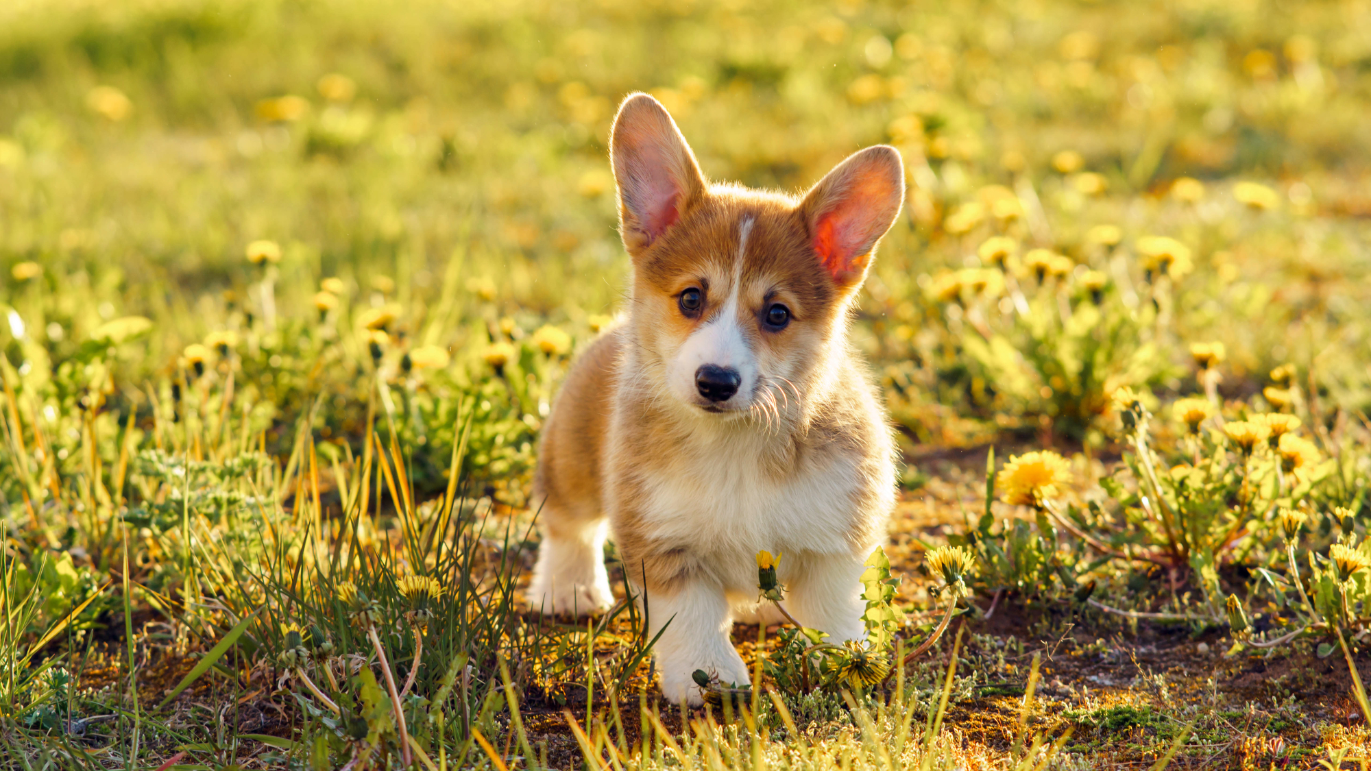 corgi puppy in lawn 